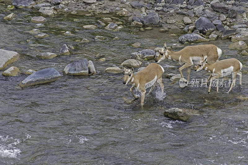 叉角羚(Antilocapra americana)是偶蹄类哺乳动物的一种，原产于北美西部和中部的内陆，发现于黄石国家公园。加德纳河边的母叉角羚。